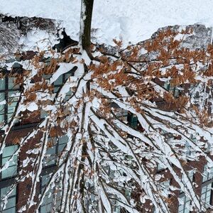 Meet your Posher, Carmen